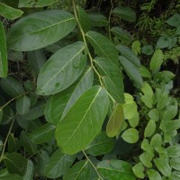 Glochidion zeylanicum var. tomentosum (Dalzell) Trimen